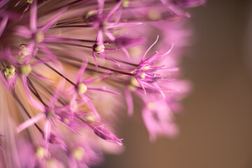 Macro picture of purple allium bloom