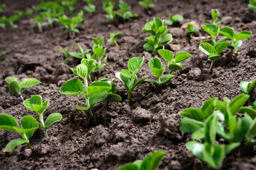 First leaves of soybean spring from the ground 