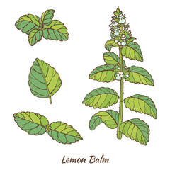 Lemon Balm Plant and Leaves. Melissa in Hand Drawn Style for Surface Design Fliers Prints Cards Banners. Vector Illustration