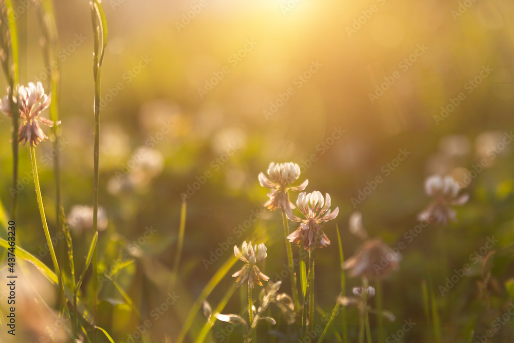 Wall mural Beautiful meadow field with fresh grass and yellow dandelion flowers in nature against a blurry blue sky with clouds. Summer spring perfect natural landscape.