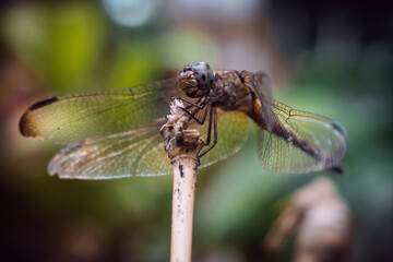 close up of dragonfly