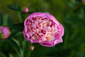 Peony flower close up, pink flower, natural soft background (Paeonia officinalis)