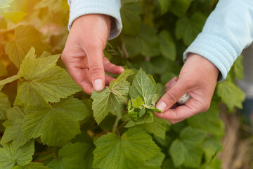The girl agronomist looks at a sick currant. Agriculture concept. 