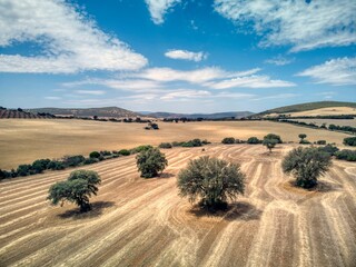Fototapeta na wymiar Cereal fields in Castilla La Mancha, Spain.