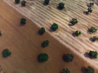 Cereal fields in Castilla La Mancha, Spain.