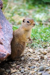 Ground squirrel in the park