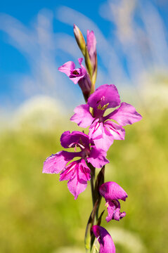 Gladiolus imbricatus, Sword lily, perennial cormous flowering plant in bloom