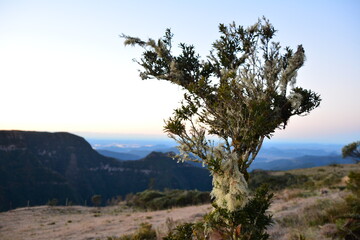 Obraz premium trees in the mountains