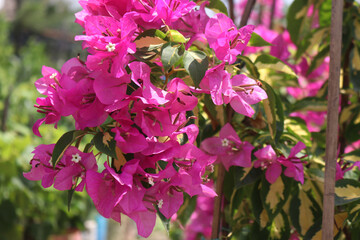 Many beautiful pink bougainvillea flowers，also known as the triangle plum