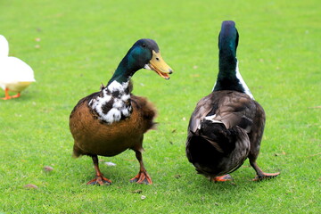 A family of fluffy black and brown ducks walks on a green lawn in spring, summer. Ducklings, poultry on the farm in the village. Waterfowl, duck meat delicacies, hunting