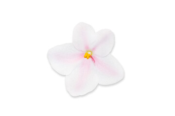 Beautiful white flower african violet isolated on white macro photo.