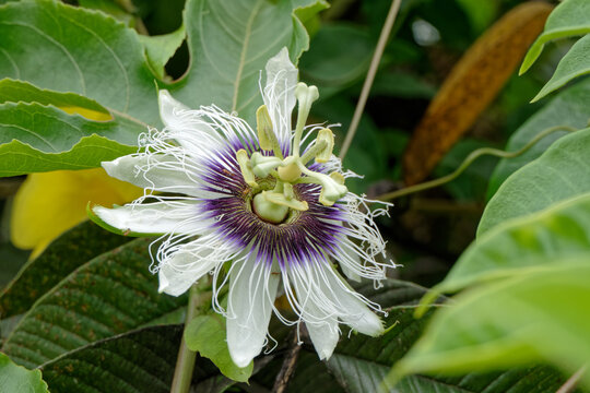 Fleur du fruit de la passion ou grenadille en Guyane fran&ccedil;aise.