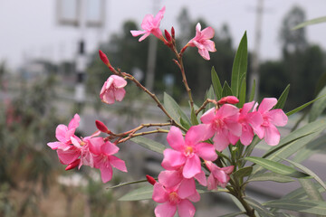 Pink Oleander in full bloom in the garden background