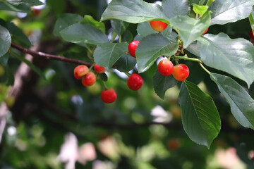 Cherries growing on a tree. Selective focus.
