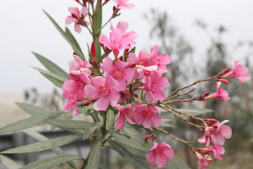  Plot of pink oleander flowers under the sky