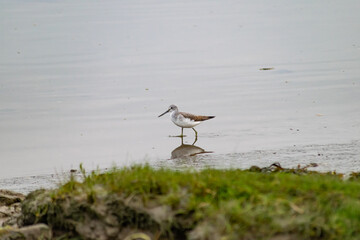 Marsh Sandpiper or Tringa Stagnalis in wetlands