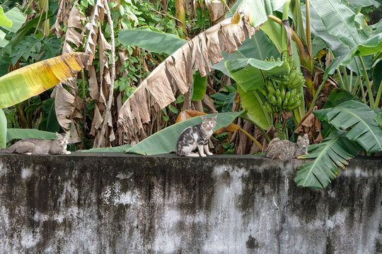 Chats perch&eacute;s ne pa d&eacute;ranger