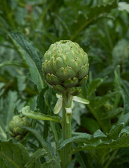 Fototapeta premium Fresh artichoke in garden. Horticulture artichokes, close up shot of green artichoke. Healthy vegetables diet. Organic home gardening.