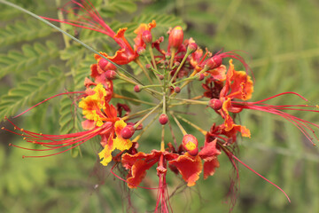 Red tropical asian flower Caesalpinia pulcherrima in the garden