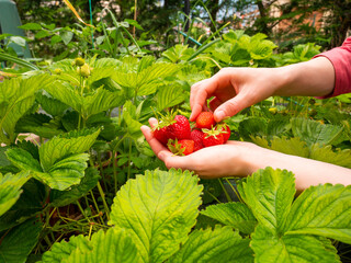 Picking strawberries from the plant. Farmer picks strawberries from the field. A handful of strawberries.