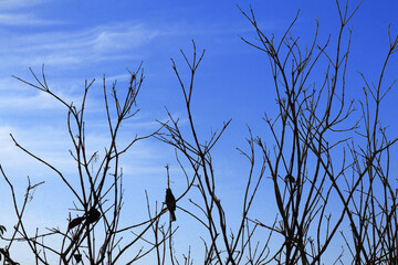 Background on trees under the blue sky