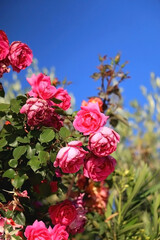Bright pink roses in a garden. Selective focus.