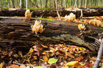 Unusual shaped mushrooms on the trunk of a beech tree