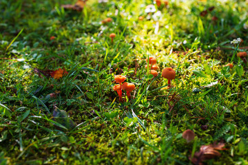 yellow young mushrooms in the morning rays