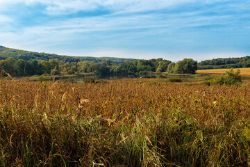 Landscape with a field with soybeans and wildlife