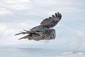 Great Grey Owl hunting in low flight.. over snowy ground.