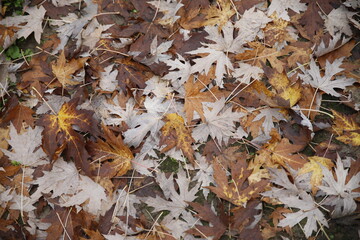 fallen autumn leaves
