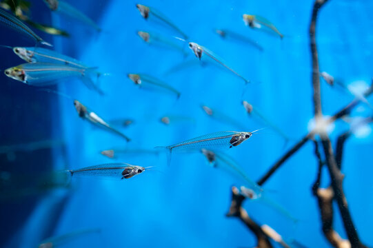 Glass catfish, kryptopterus bicirrhis, transparent fish