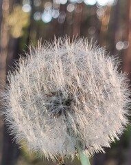 dandelion seed head