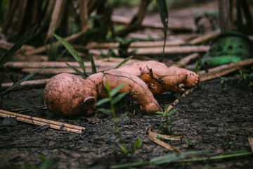 creepy doll on ground