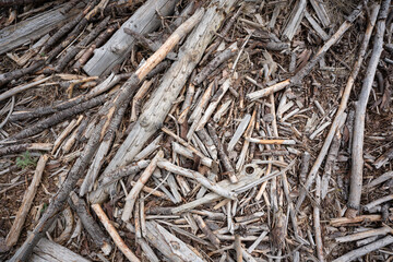 Trockene Äste am Boden