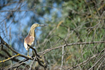 heron on branch