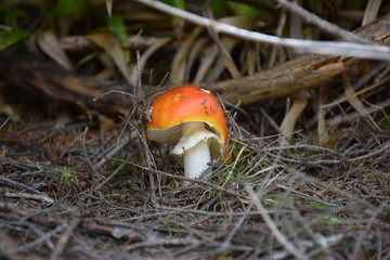 fly mushroom in forest