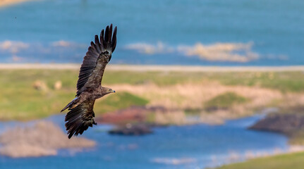 Eagle
