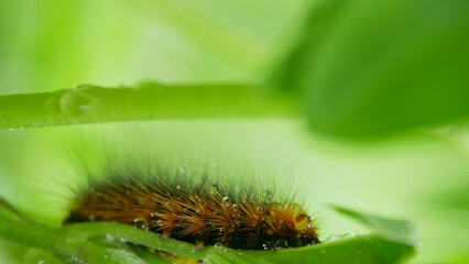 Brown caterpillar covered in dew sits on a branch