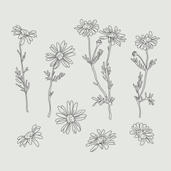 Wildflower daisy vector line art set. Flower doodle botanical collection. Herbal and meadow plants, grass. Vector illustration isolated on white background. - 437467220