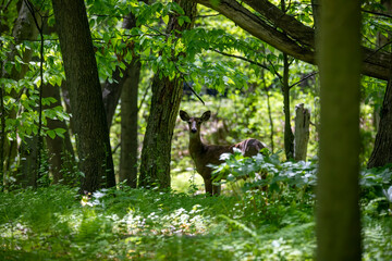 The White-tailed deer , hind on the forest