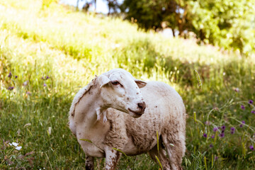 Una  oveja pastando en el campo