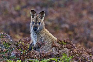 Alert wallaby in bracken fern at Narawntapu National Park, Tasmania, Australia