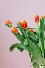 beautiful red tulips on a light pink background, a European florist prepares a bouquet of tulips for a holiday or birthday, March 8 or Mother's Day, flowers as a gift, a bouquet in a vase. A floral