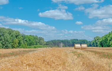 Fototapeta premium Straw bales on the field