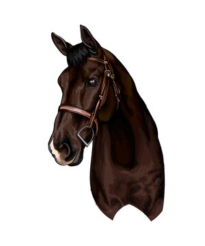 Horse head portrait from splash of watercolors, colored drawing, realistic. Vector illustration of paints