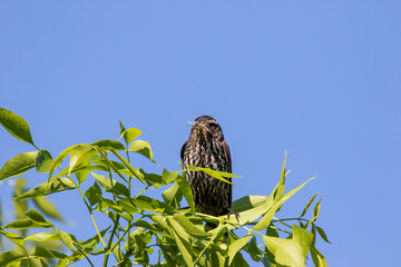 The red-winged blackbird (Agelaius phoeniceus) female collecting insects for cubs