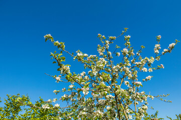 Gorgeous blooming apple tree on blue sky background. Beautiful spring nature backgrounds. Sweden.