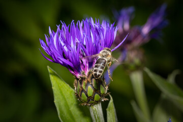 Macro of a bee on a purple  cornflower