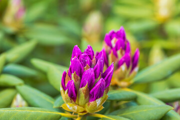 Сlose up view of blooming rhododendron in spring. Beautiful nature backgrounds. 